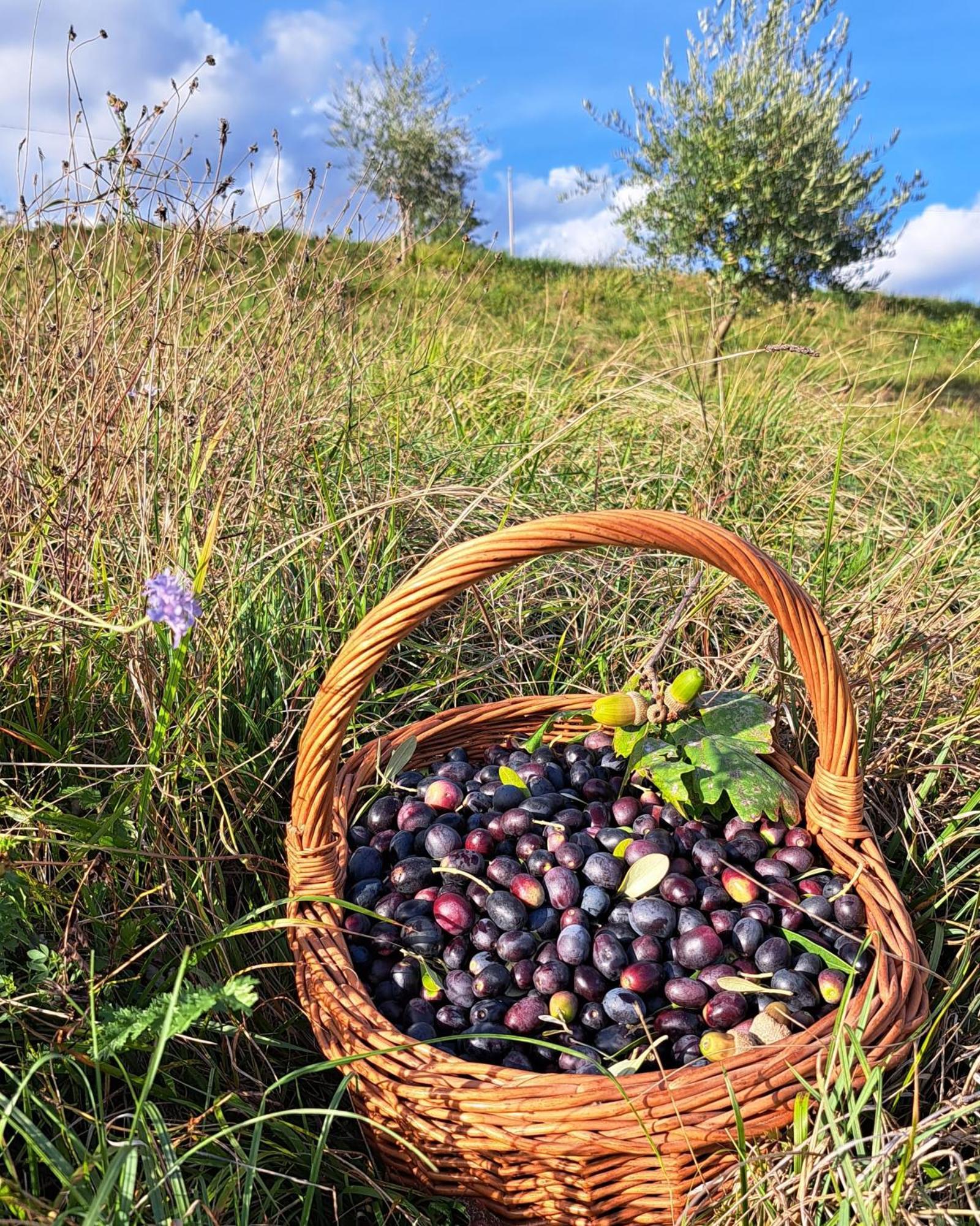 Agriturismo Riva Beata Cavaso Del Tomba Ngoại thất bức ảnh